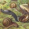 Деликатесы для хищника: Пресноводные моллюски